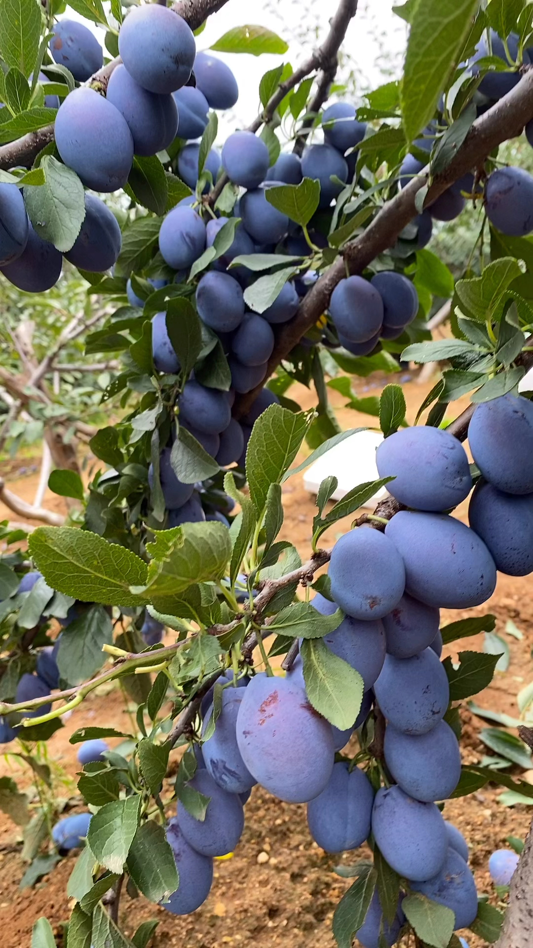 西梅蓝蜜李子