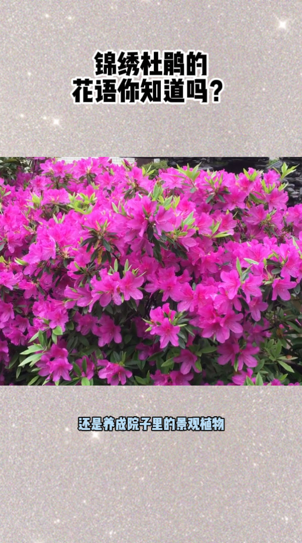 锦绣杜鹃的花语,你知道吗?