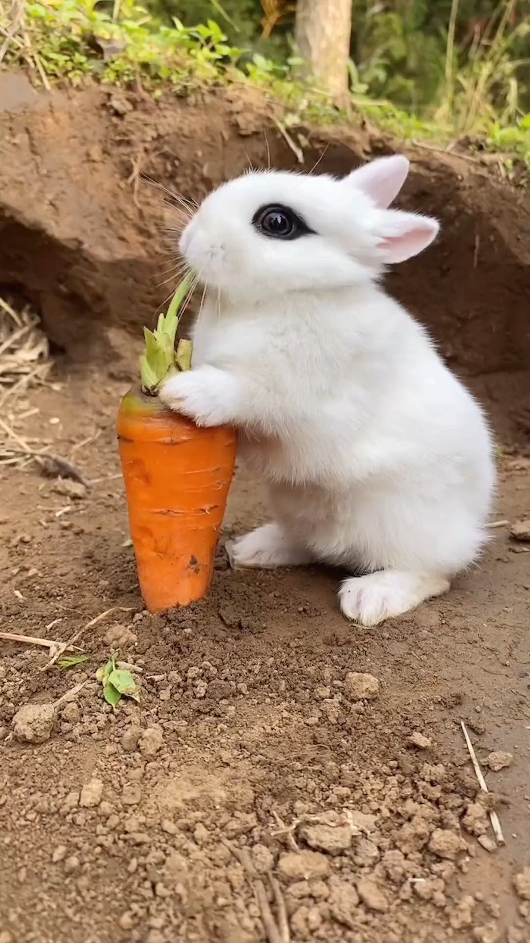 家有萌宠#小兔兔最爱吃萝卜