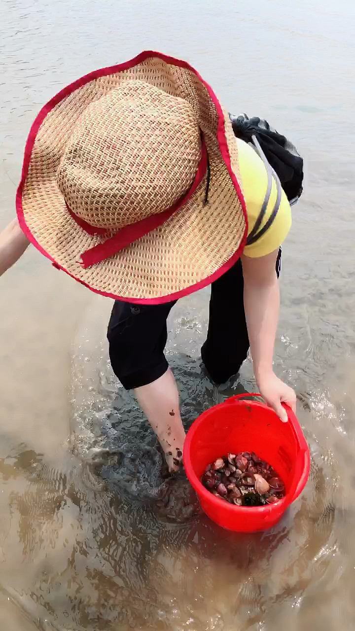 大梅赶海捡贝壳图片