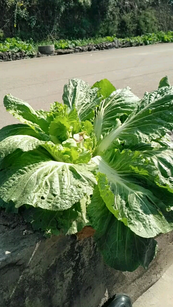 一棵大白菜,两角卖不卖.