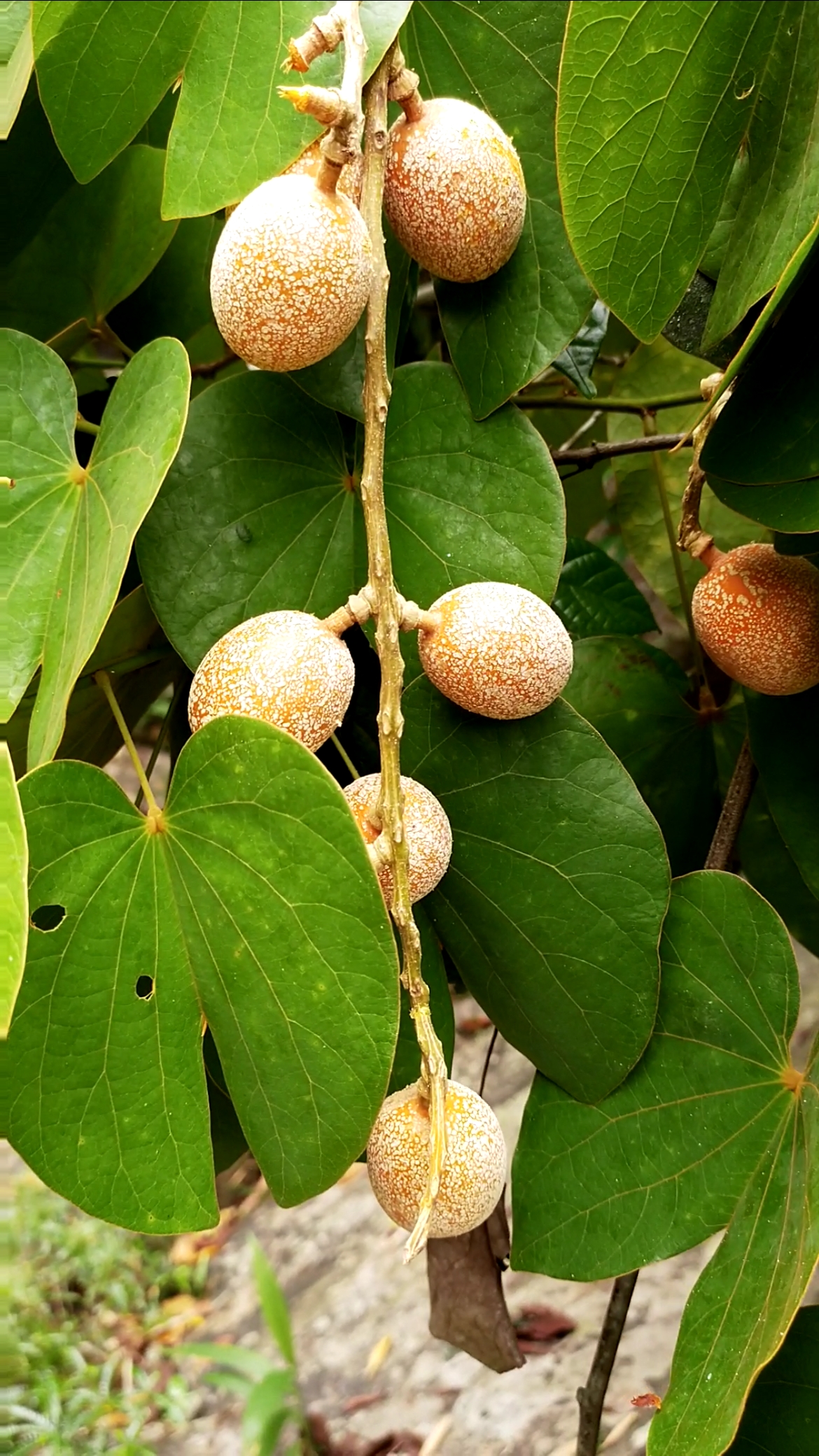 猪腰藤补肾撞羊固晶