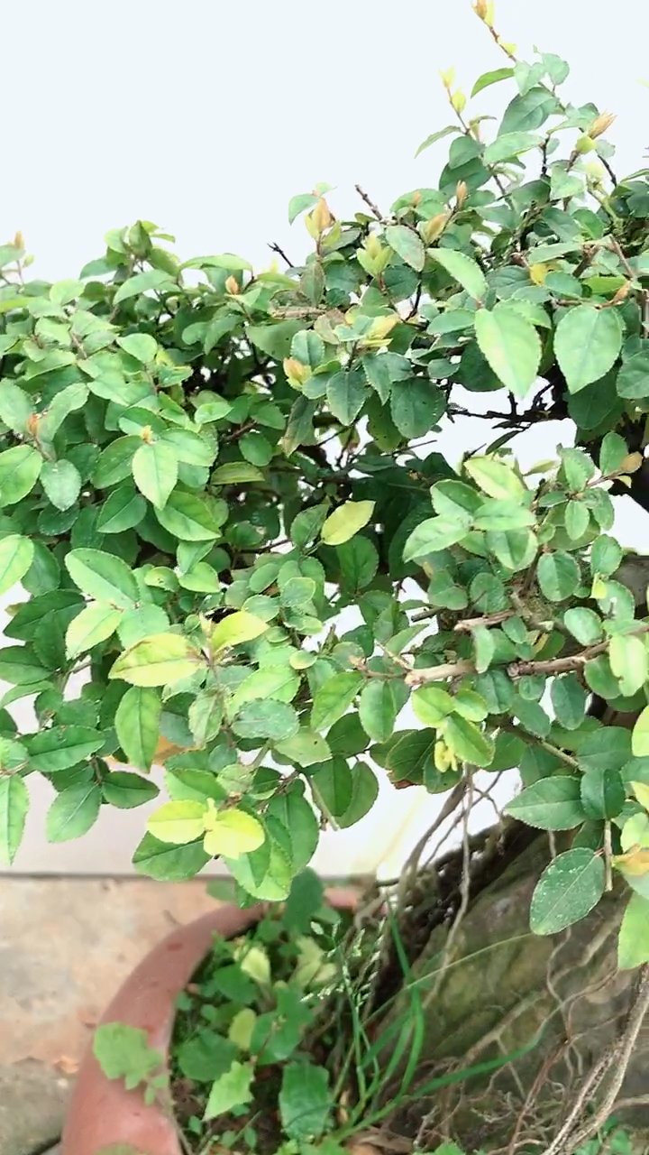 雀梅 灌木盆景 叶子小巧精致 适合家庭摆放