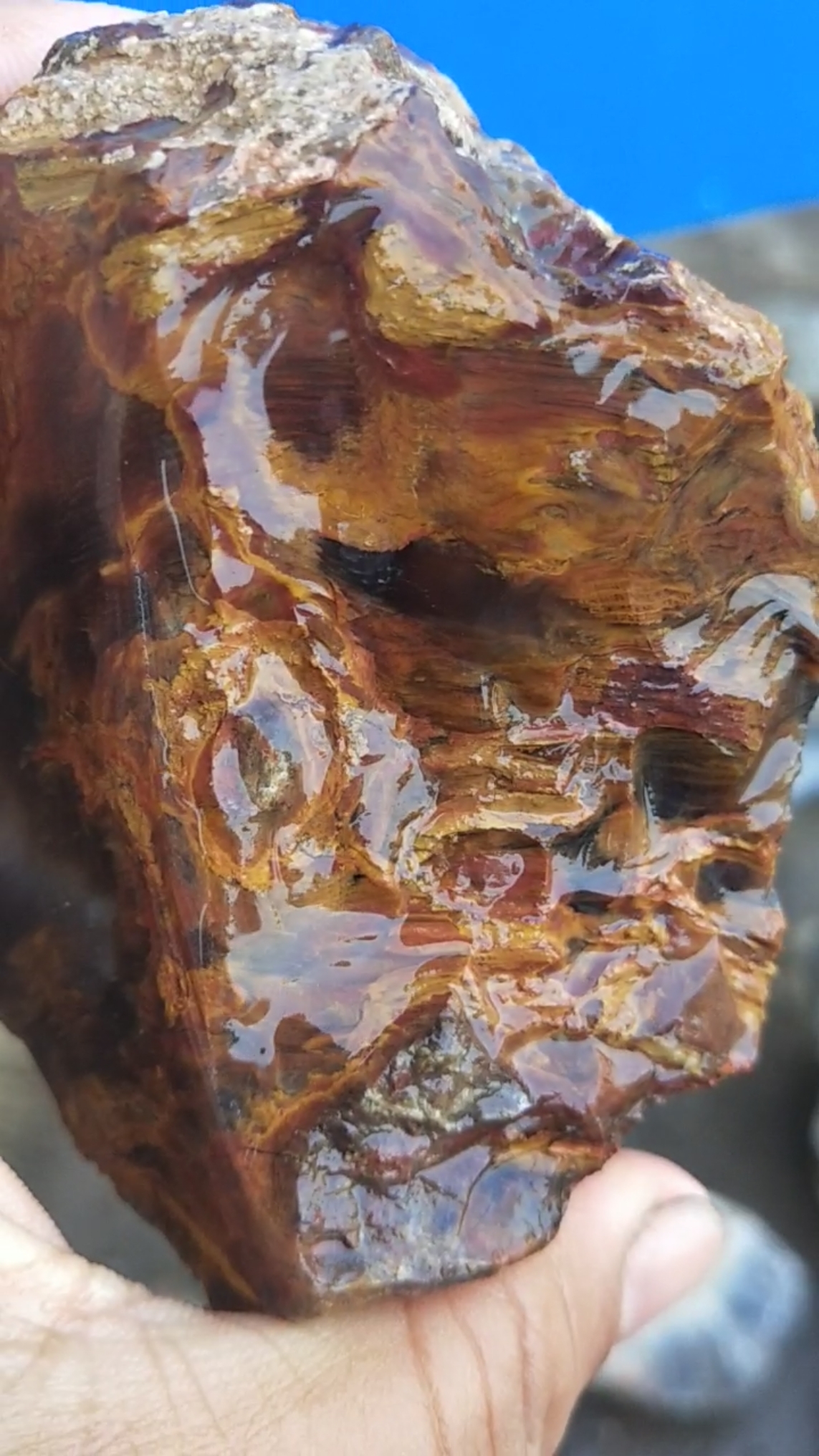 金丝楠木树化玉有见过的吗? 见过的我管你叫大哥-度小视