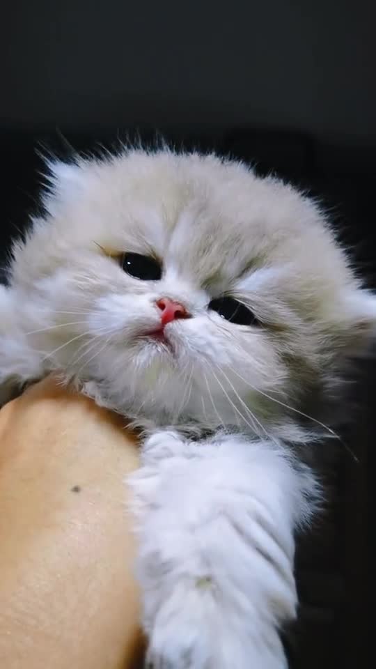 好漂亮的小猫咪宝宝!