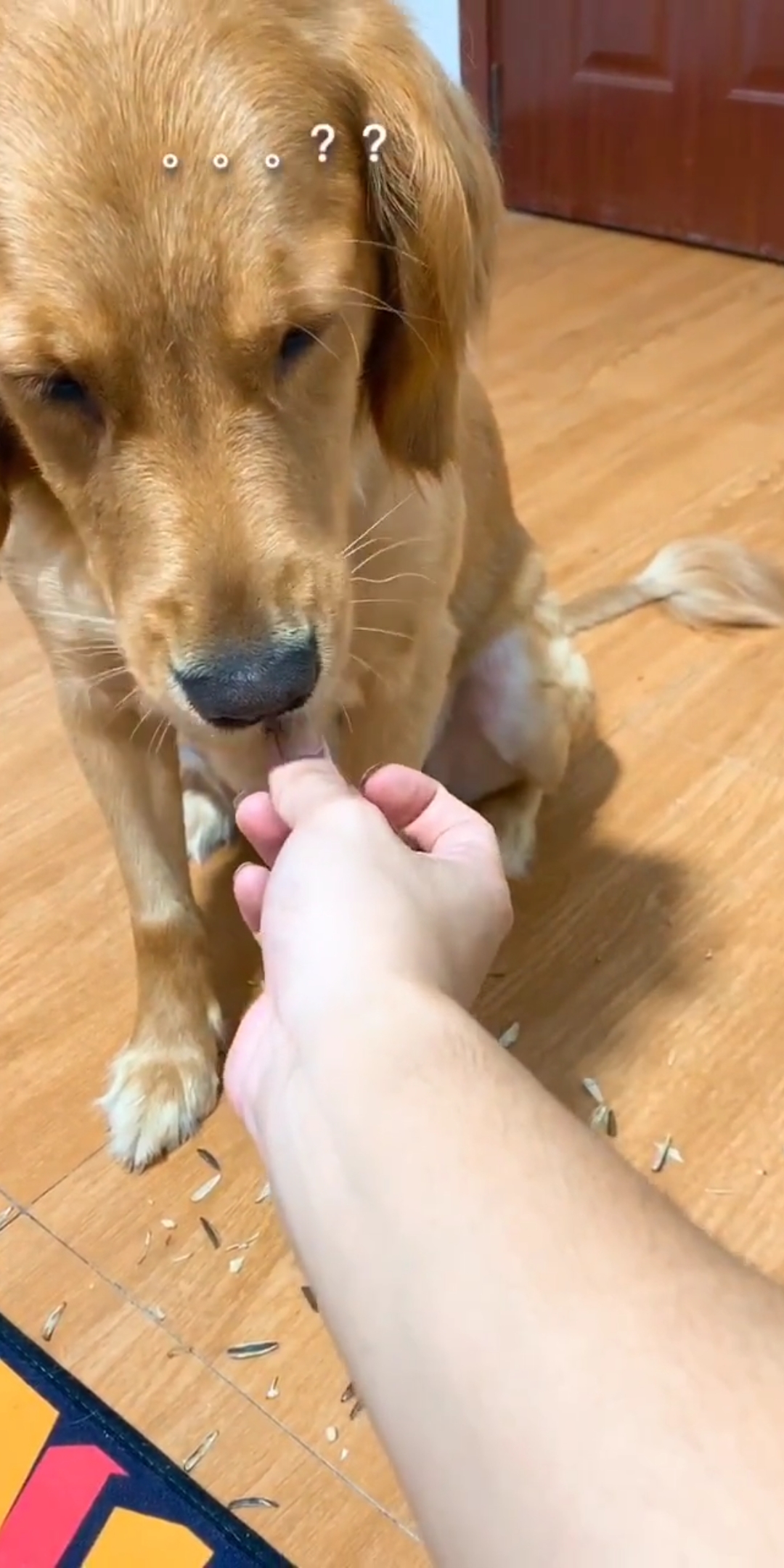 咱家的丰收季#这狗嗑瓜子的技术真牛!