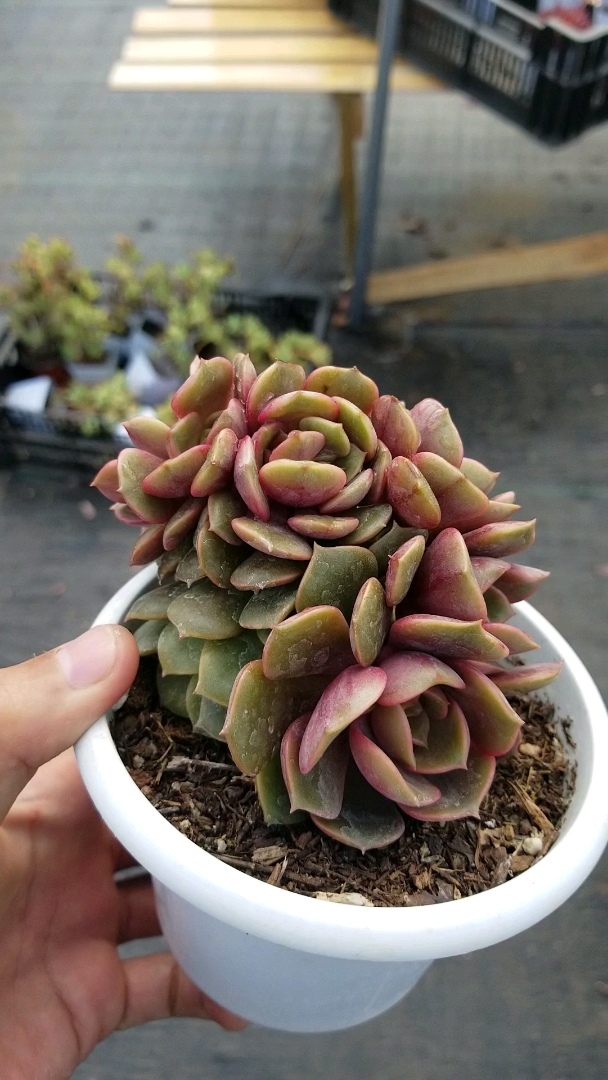 多肉不是肉多 #多肉 #多肉植物  这款大红袍 不可以 喝哦!