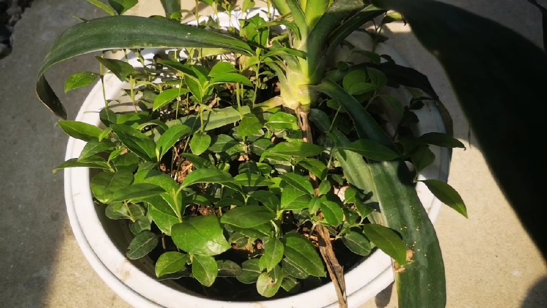 金弹子盆景#金弹子果实出芽了