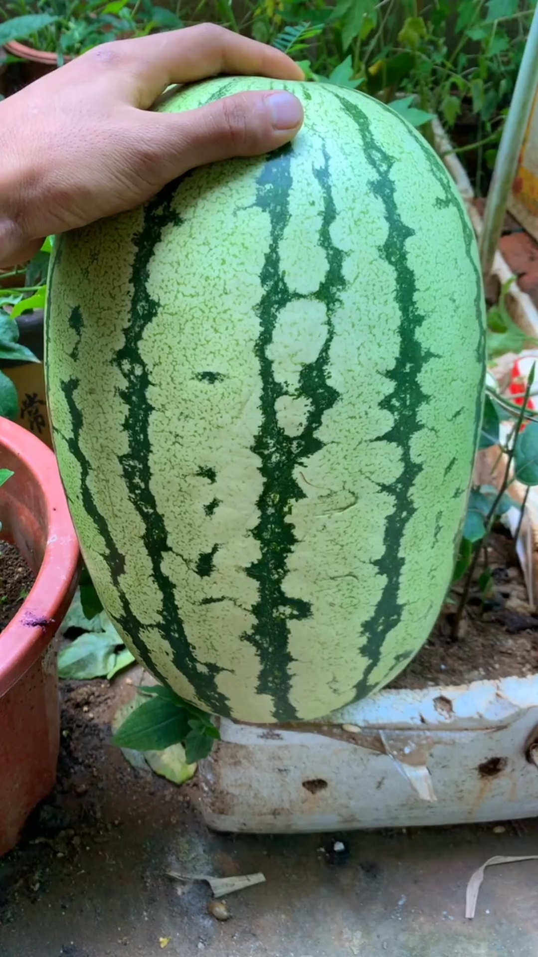 石头瓜种植