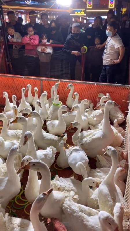 回复 0 hn铁蛋哥1天前 这遇到个犟筋鹅[左捂脸] 回复 0 戏说年华1天