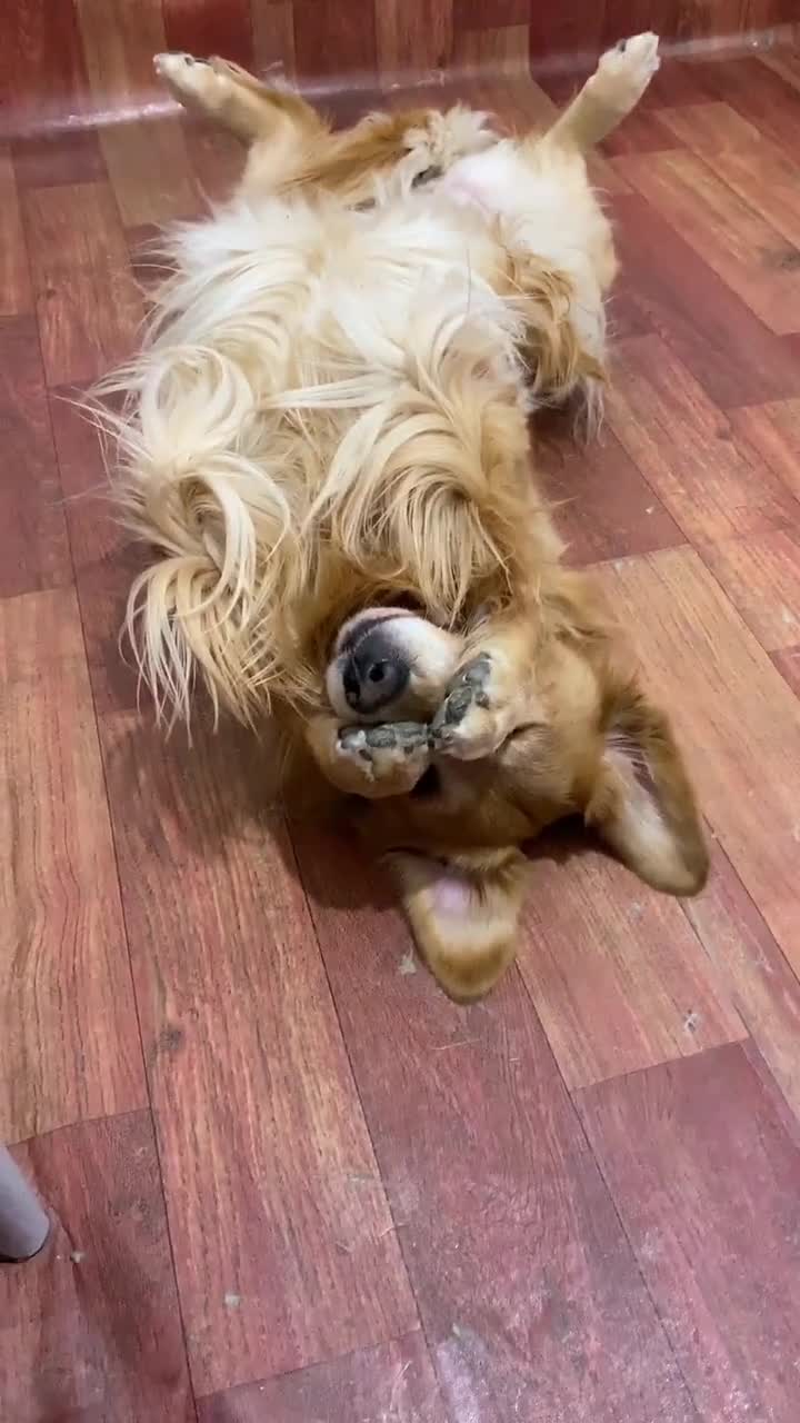 米拉捂着眼睛,瞧它的小模样太可爱了,萌萌哒