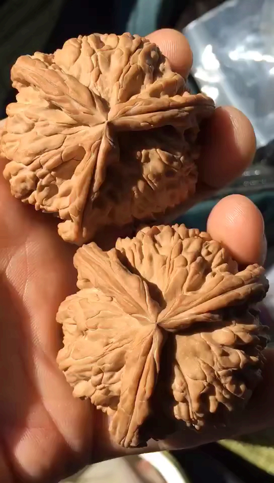 50尺白狮子三棱正奔,这样的文玩核桃一般人拿不动