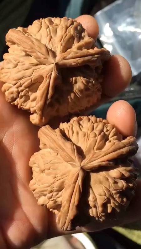 50尺白狮子三棱正奔,这样的文玩核桃一般人拿不动