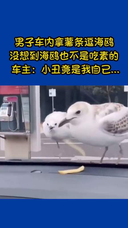 我要上热门#男子车内拿薯条逗海鸥,没想到海鸥也不是吃素的!