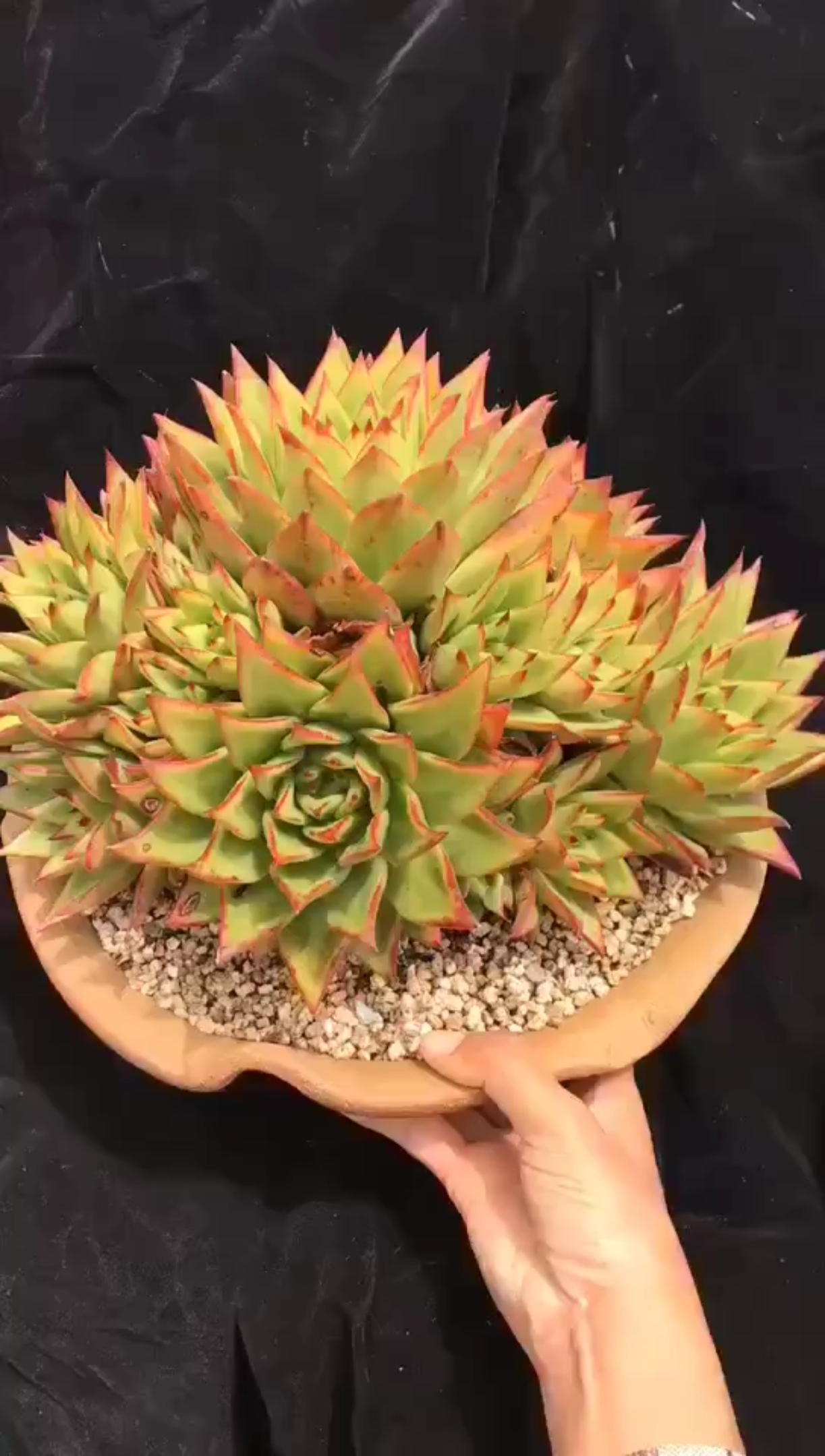 好样青年#超大群橙乌木