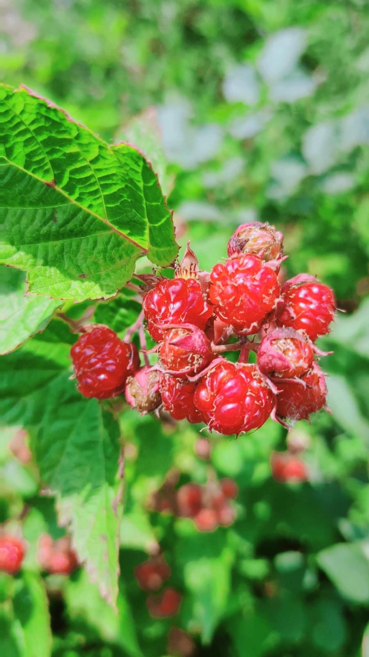 我的小花园#山上的野果好诱人啊