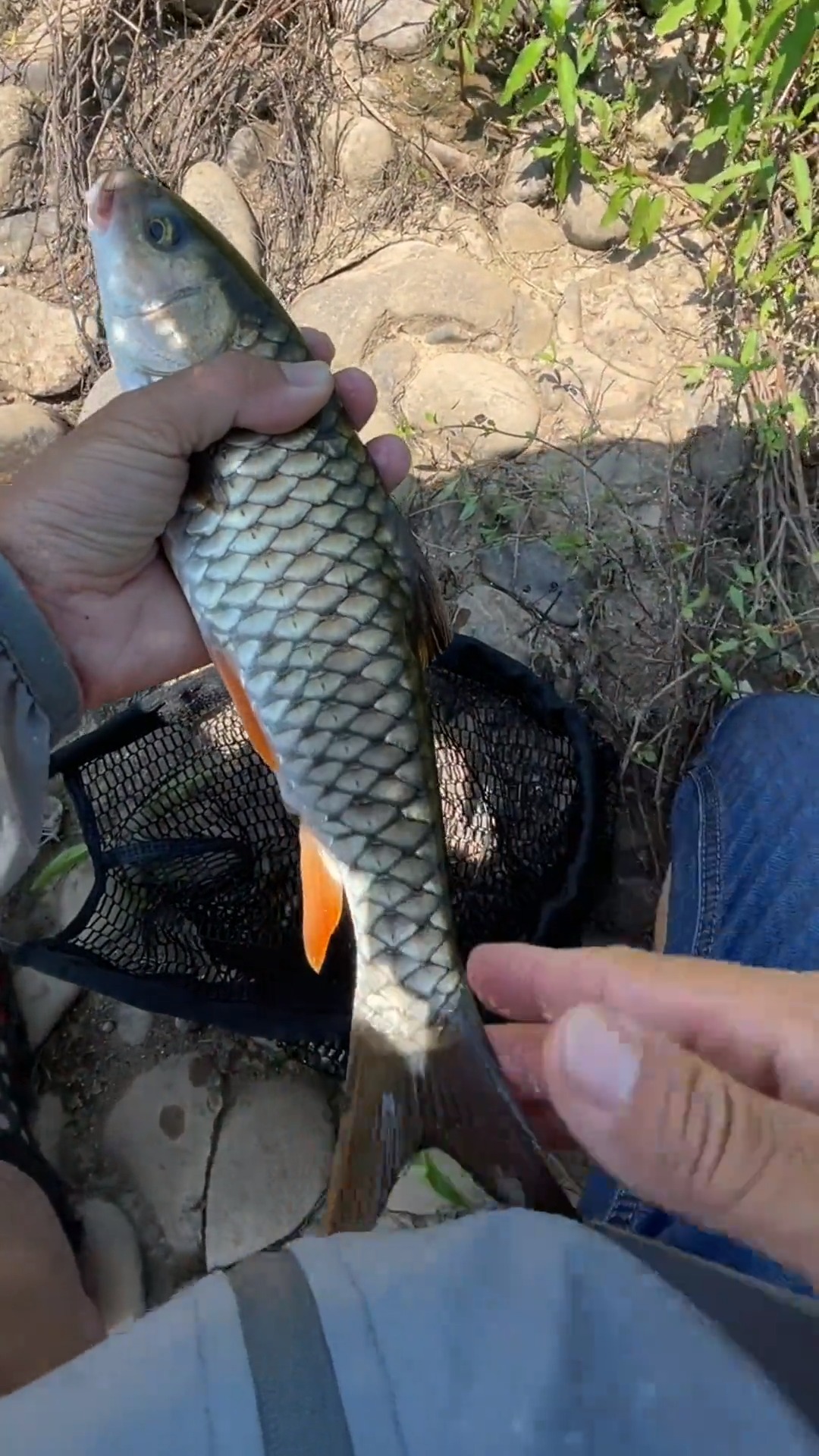 钓鱼军鱼拉力猛改天换根硬竿来试试路亚军鱼