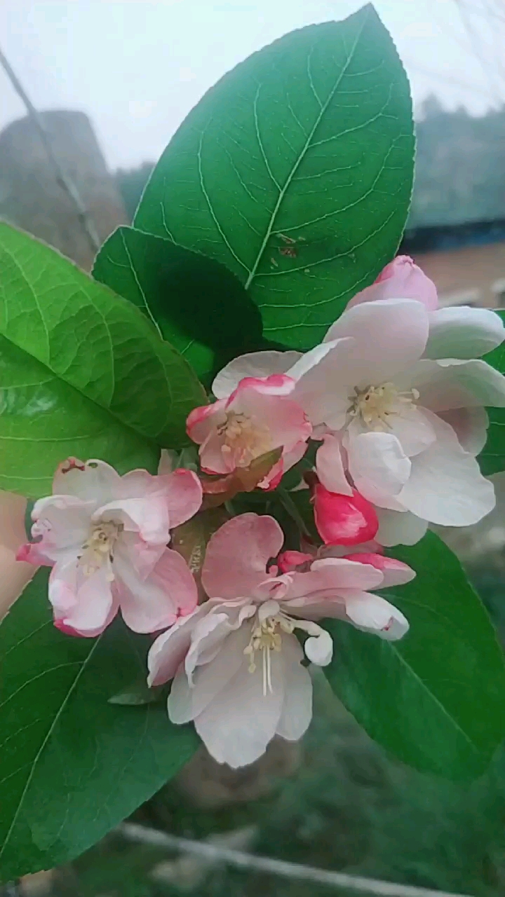 有人说这是樱桃,也有人说是海棠,还有人说是苹果,这到底是啥树?