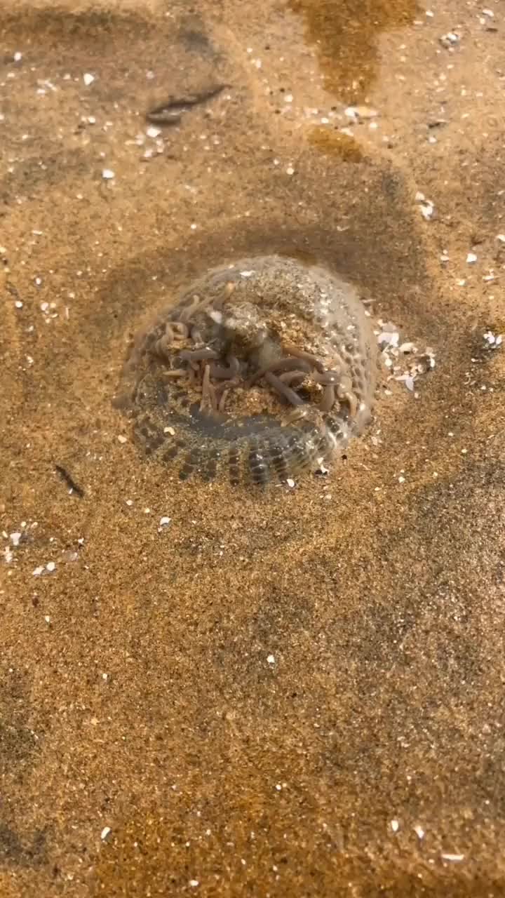 海葵怎么抓图片