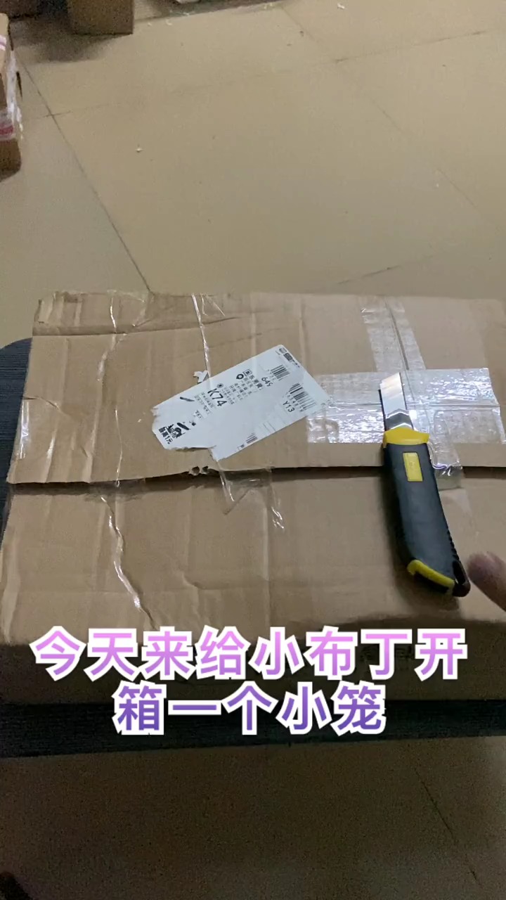 我家萌宠成精了#第一个视频 给小仓鼠布丁开箱一个箱子噢 家里还有20