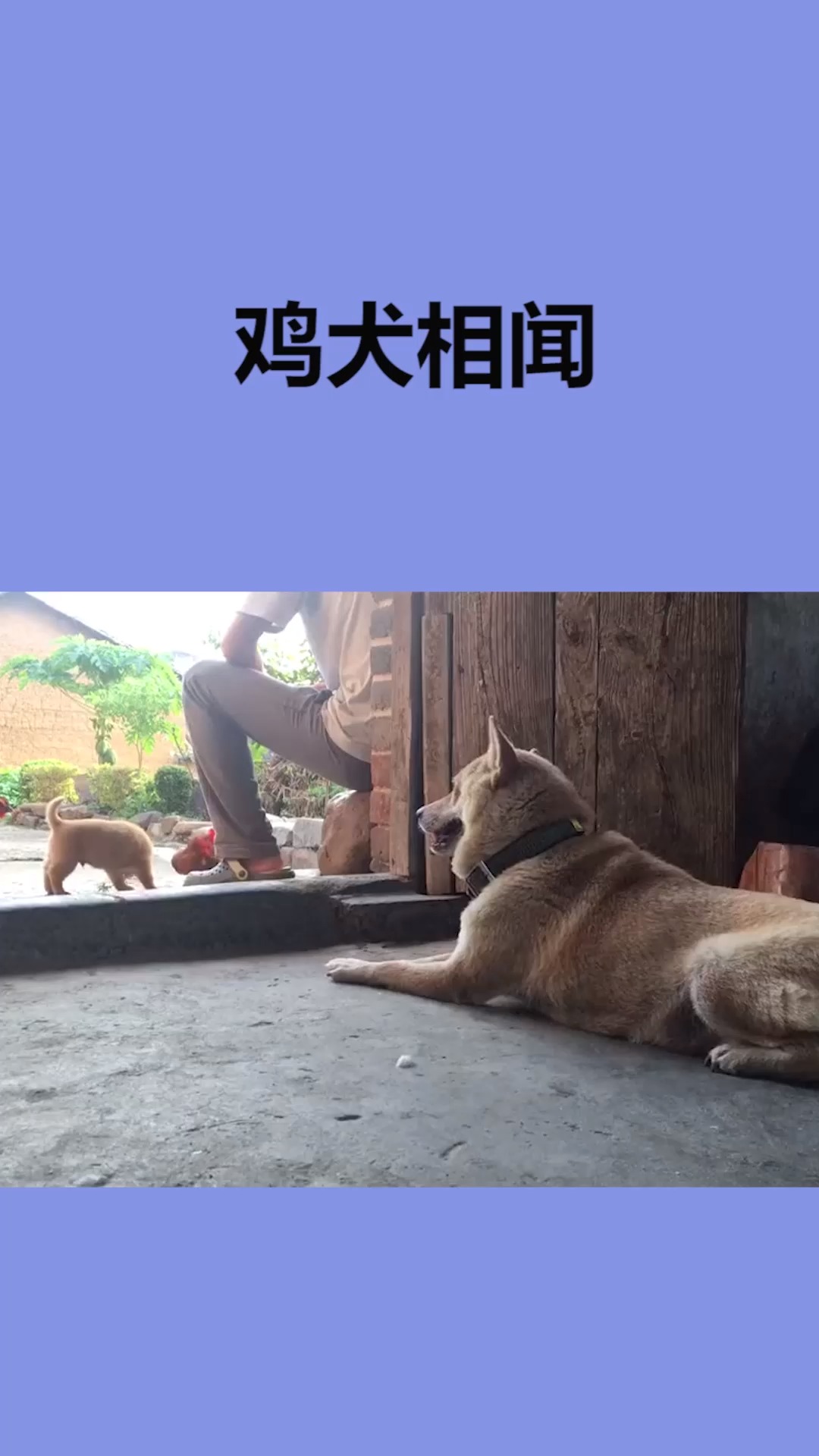 鸡犬相闻的意思造句图片