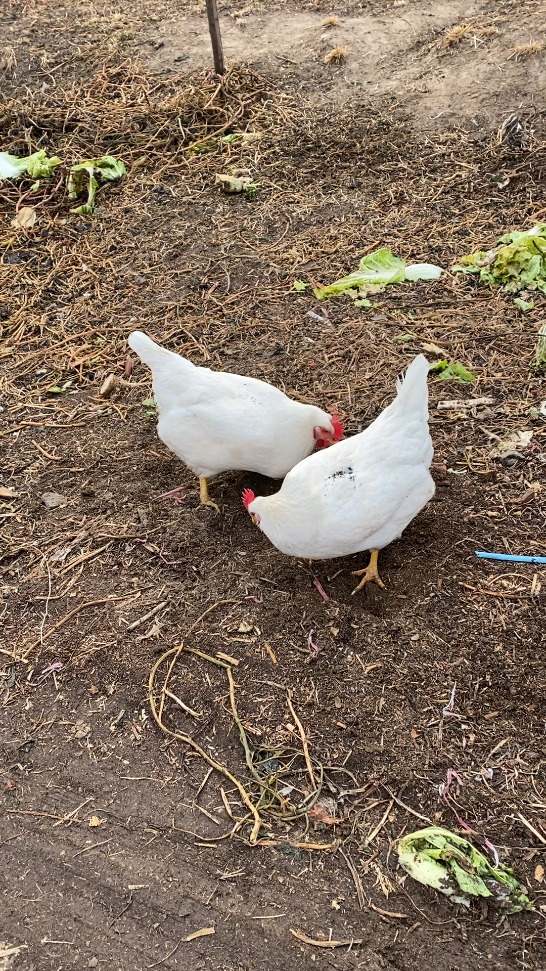 养鸡达人#纯白色的母鸡