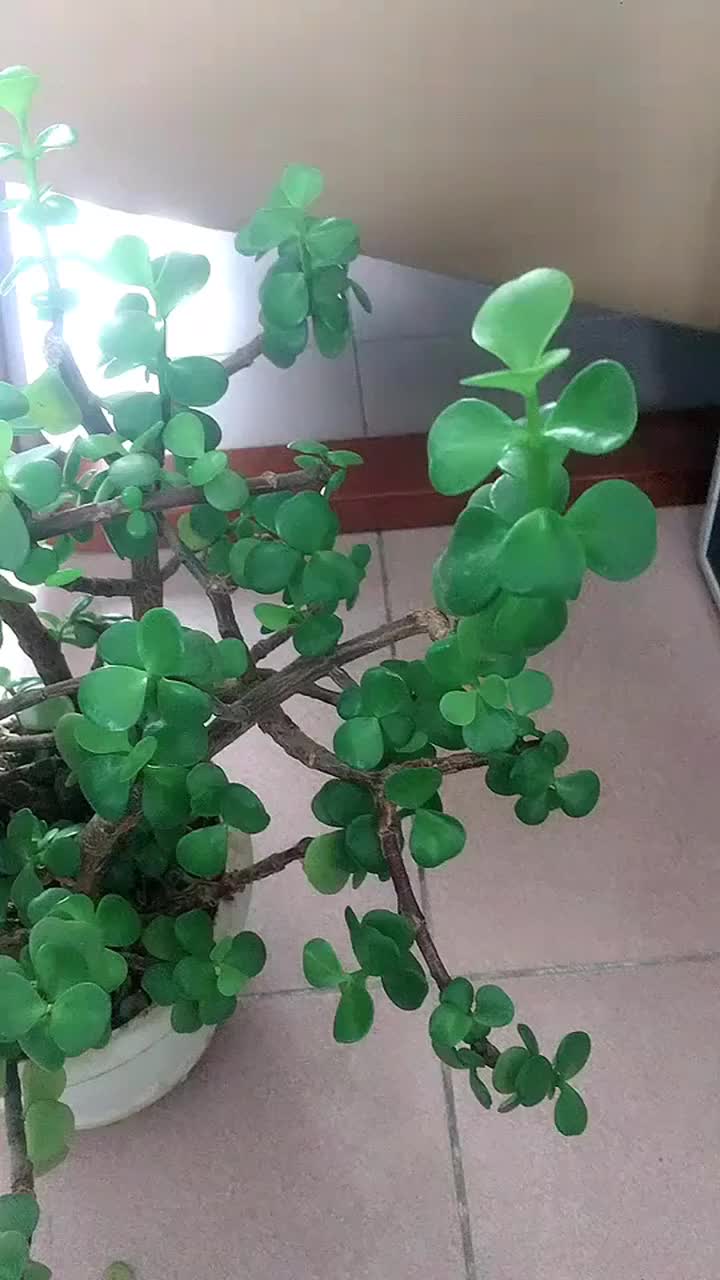 金枝玉叶很好养,你没有养活是因为你没有买对金枝玉叶