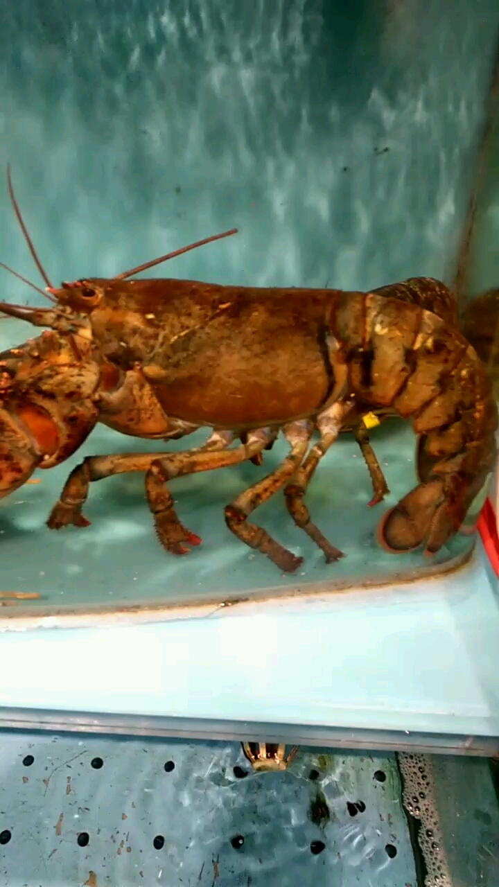大龙虾,真正的龙虾之王!