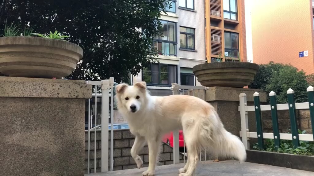 宠物最可爱的样子#边牧贝拉