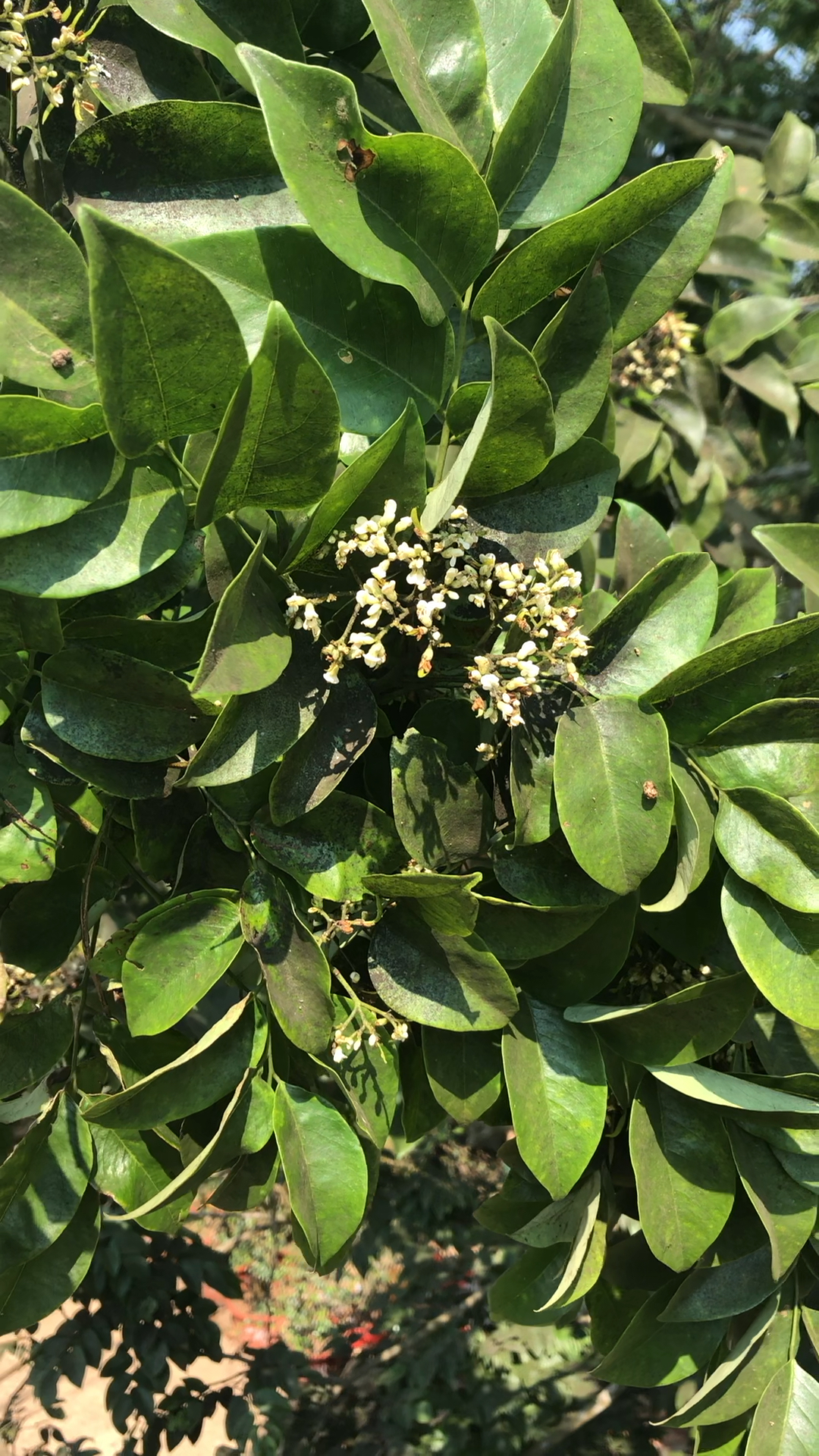 海南黄花梨树开花了