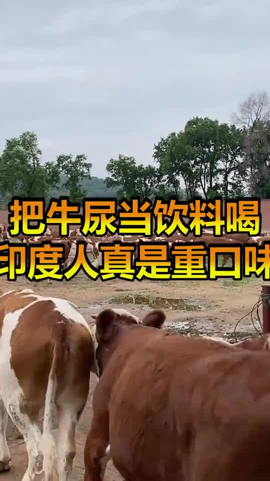 印度人把牛尿当饮料,每天追着牛跑,只是为了接点尿喝
