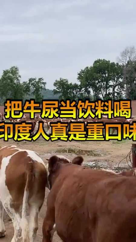 印度人把牛尿当饮料,每天追着牛跑,只是为了接点尿喝