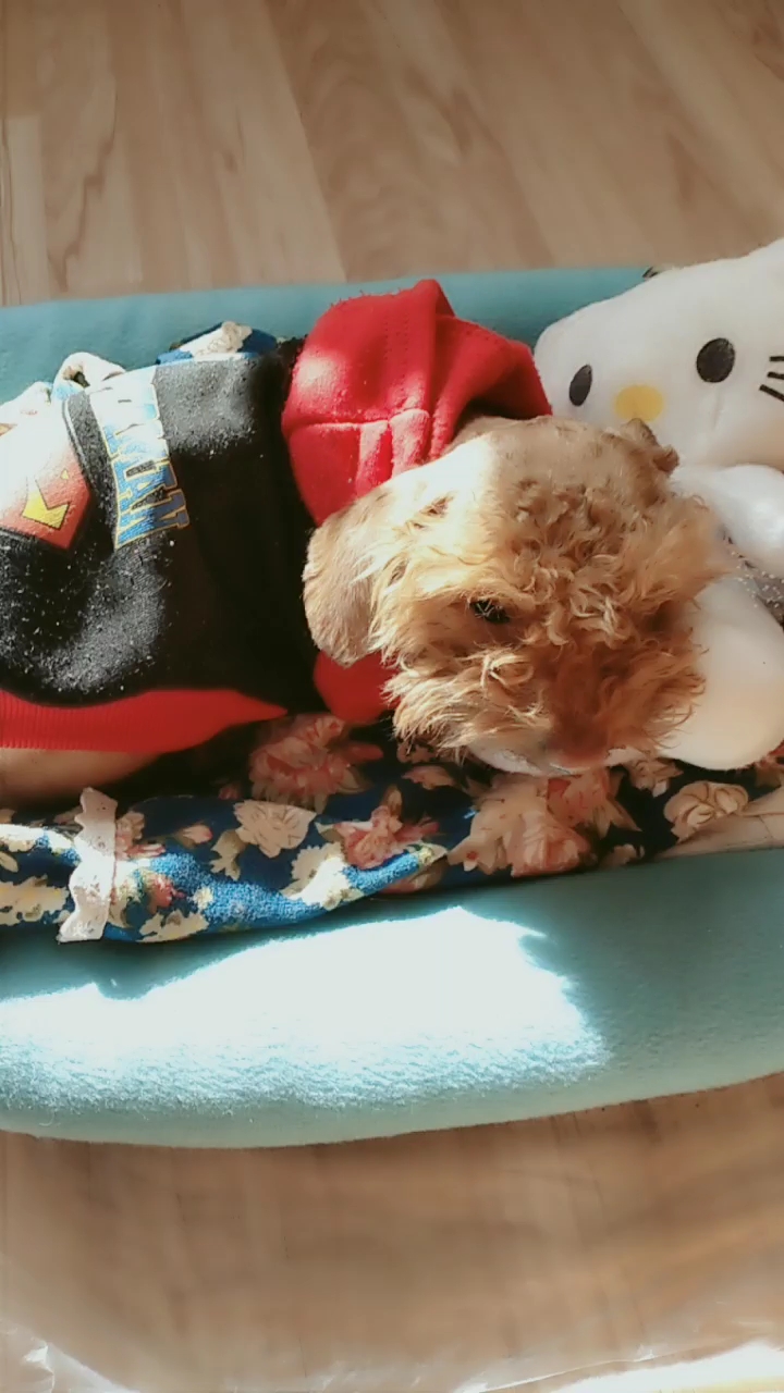 被逼着睡觉的小可怜儿!