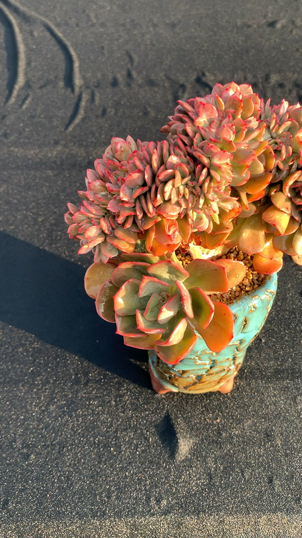 我要上热门#冰灿缀化