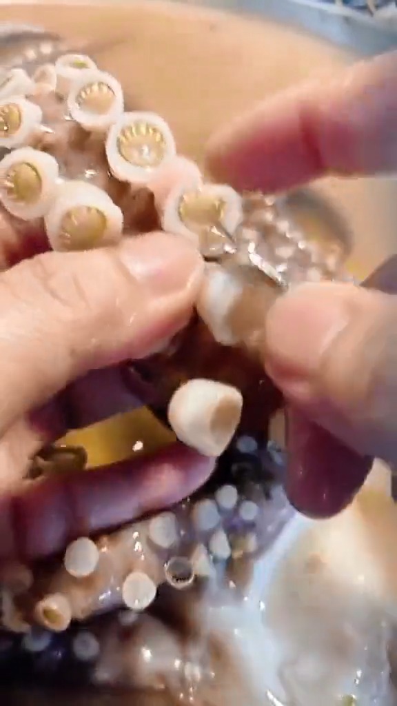 搞笑视频#带你看看八爪鱼的吸盘,你就知道它的吸力有多大了