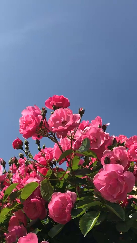 花开富贵,恭喜发财,好运连连来