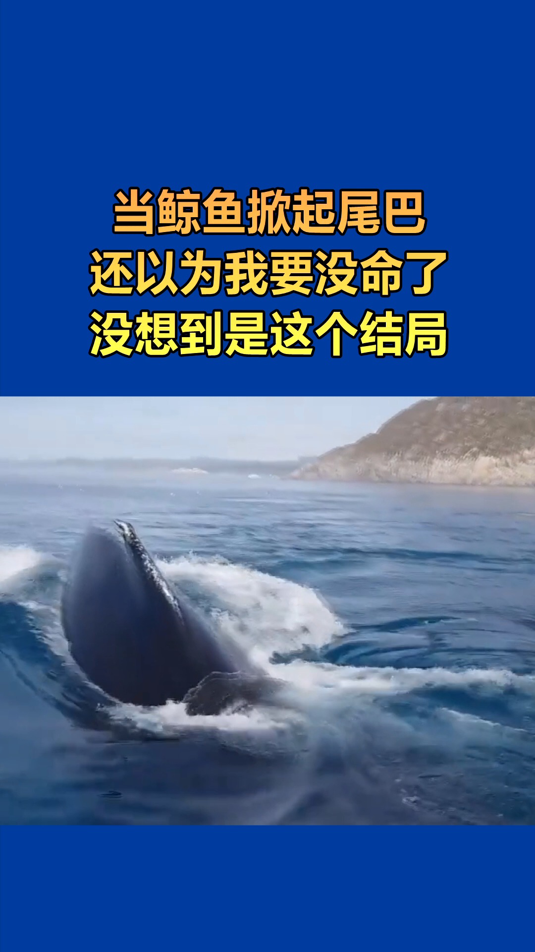 我要上热门#出海遇到鲸鱼,还好是虚惊一场