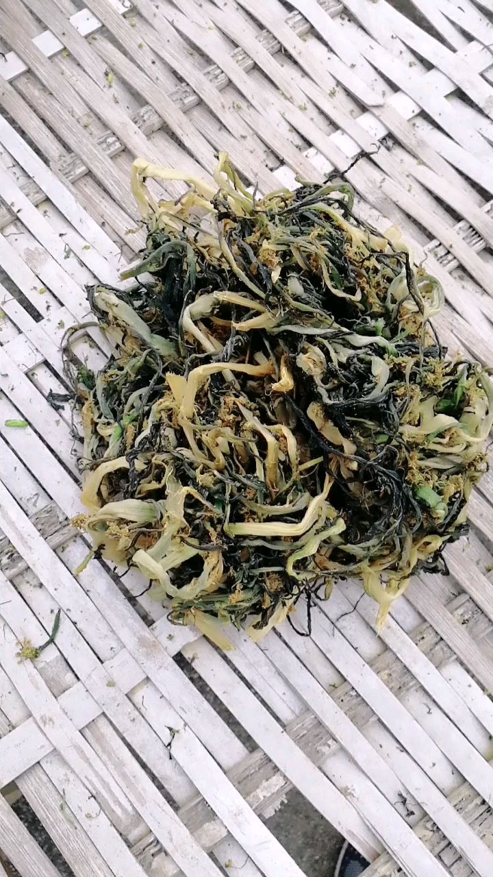油菜花干,晒成这样就可以了