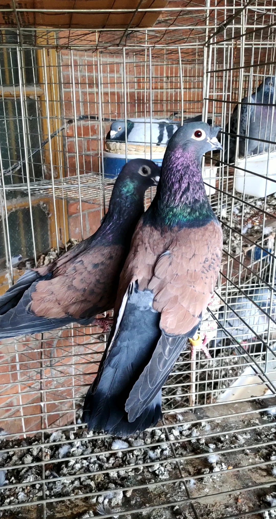 鸽痴的鸽子#精品铜麻高飞种鸽一对!