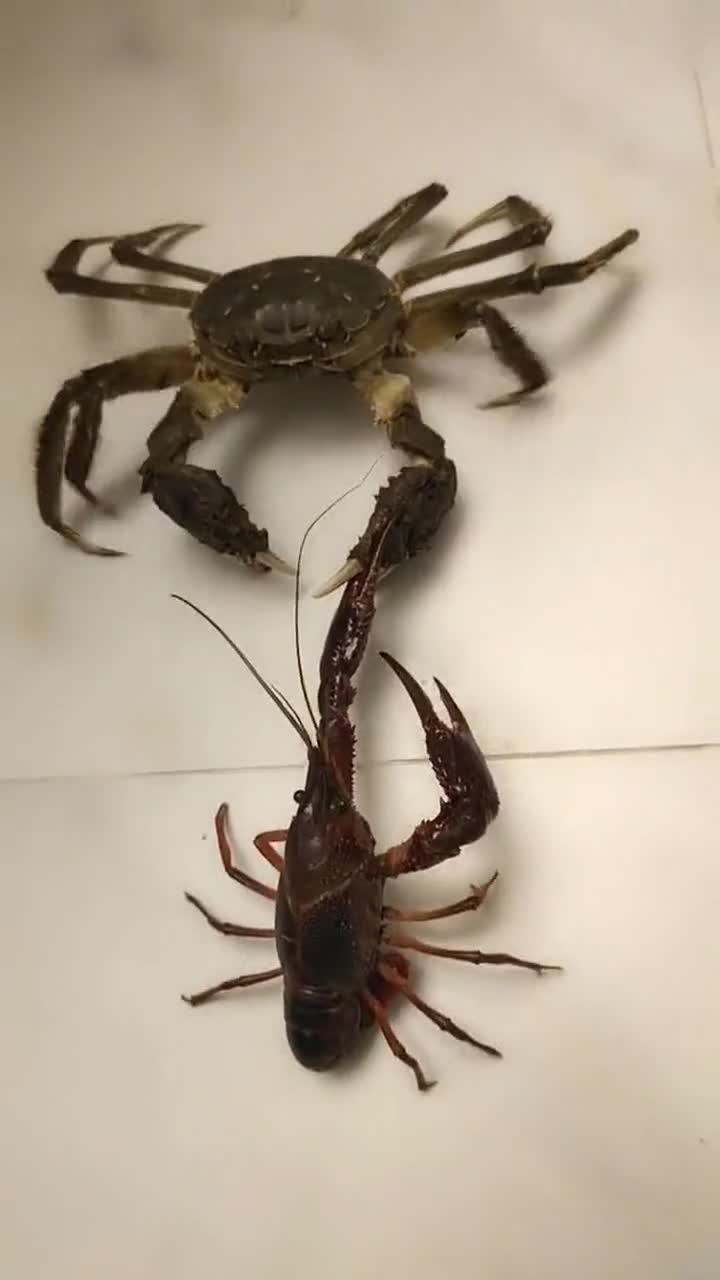 螃蟹和龙虾打架,小伙们觉得,谁更厉害呢