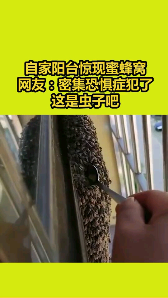 自家阳台惊现蜜蜂窝网友密集恐惧症犯了这是虫子吧