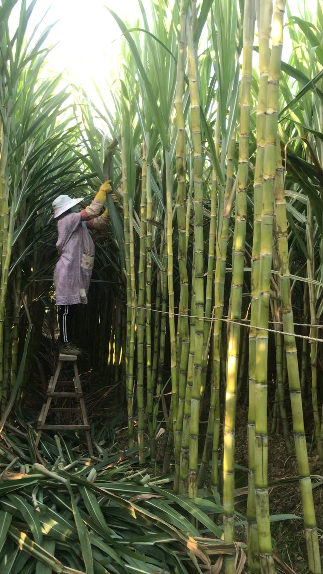 甘蔗的生长过程图片