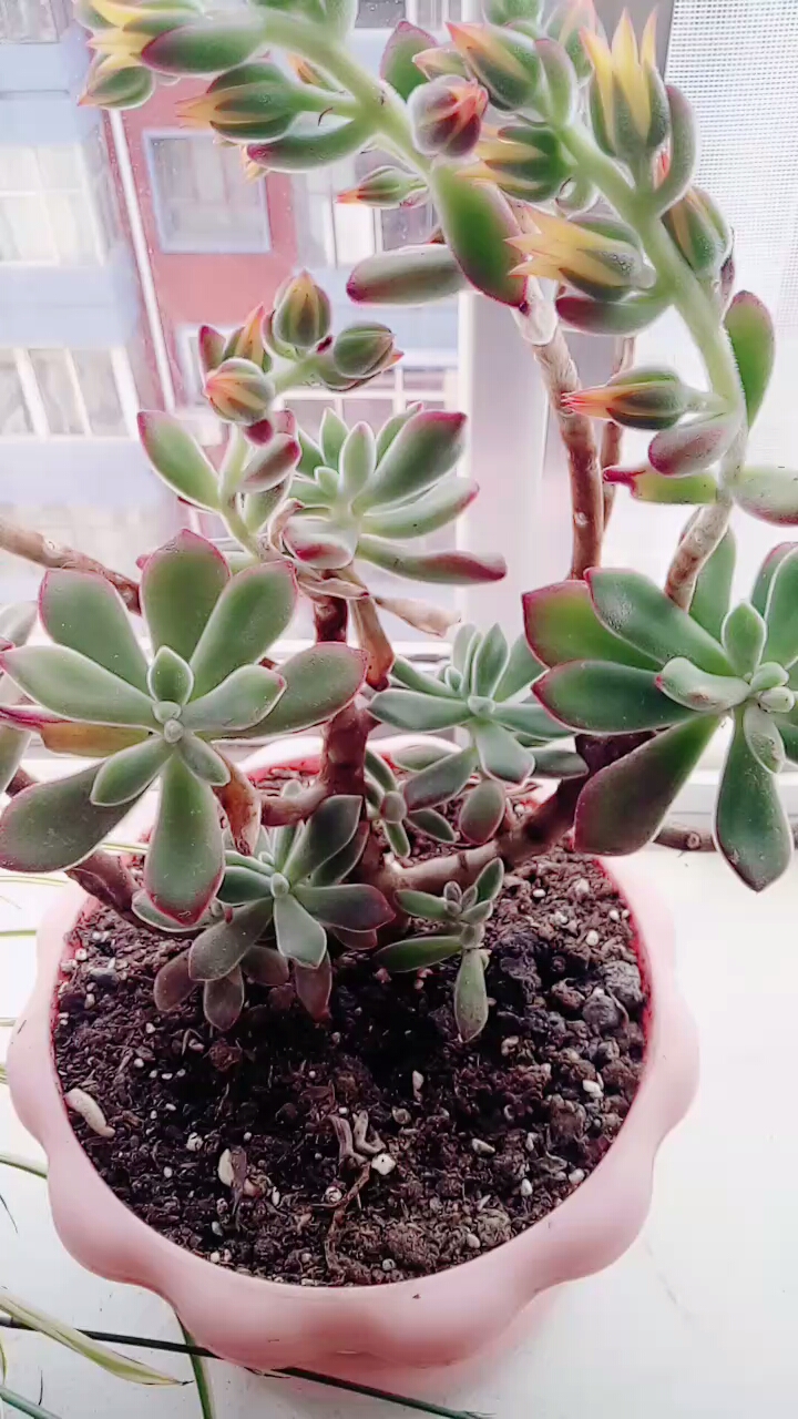 美丽的熊猫掌花