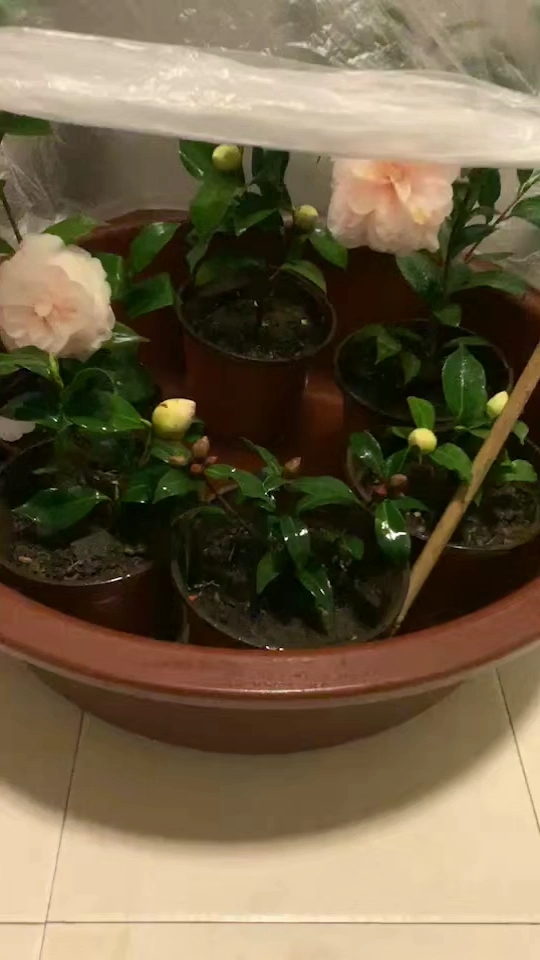 自制家庭花窖[偷笑]