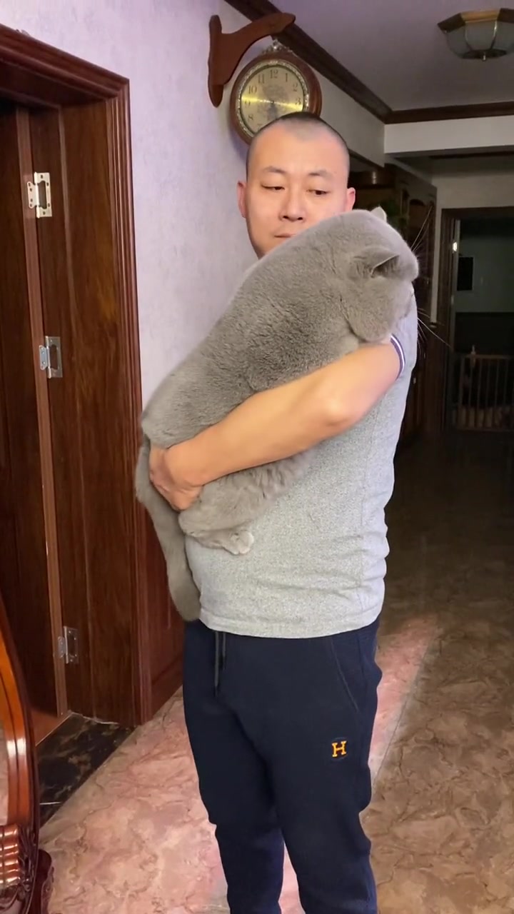 高清原相机你们喜欢吗带你认识不一样的英国短毛猫.雪倪猫