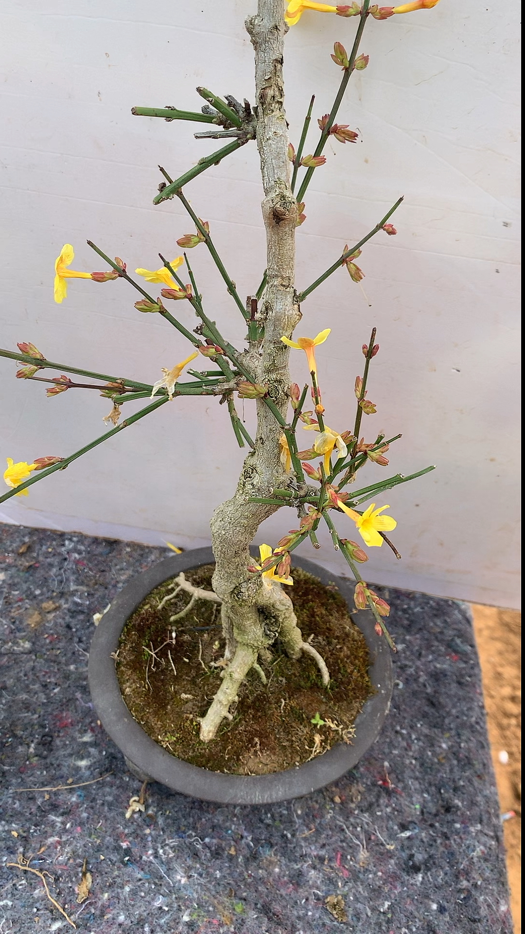 大家晚上好,今天分享迎春,品种龙爪,属于喜阳植物,适合放在空气流通的