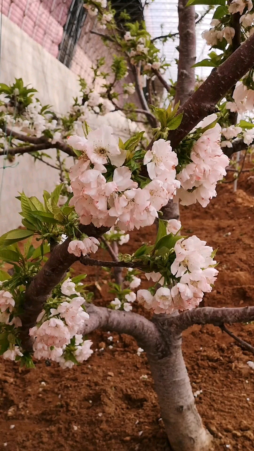 樱桃树开花少图片
