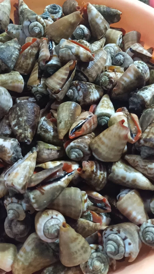 西沙群岛红口螺