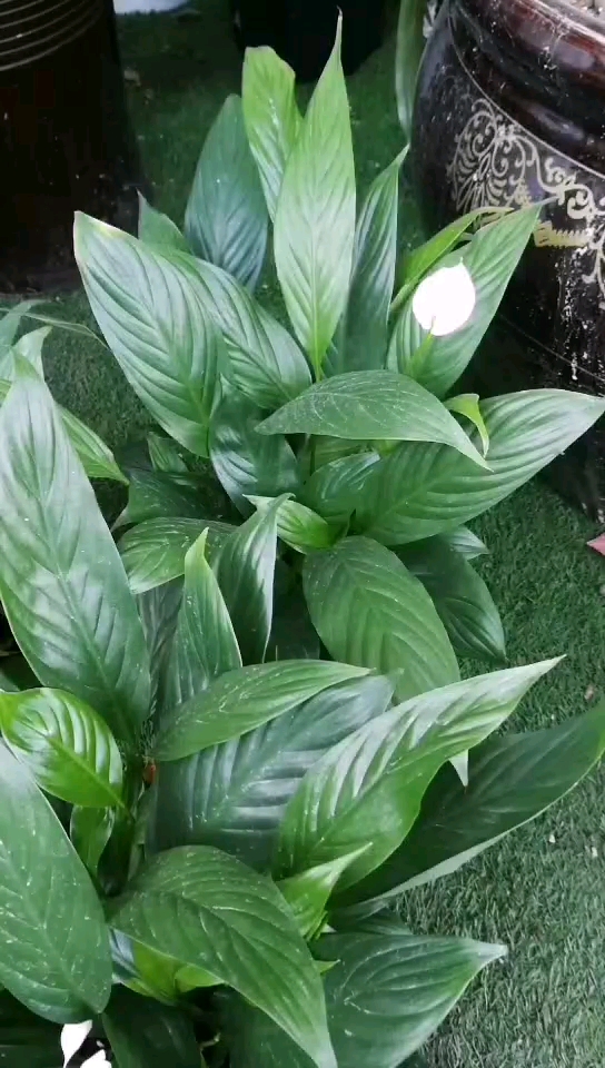 美丽乡村#白鹤芋:"一帆风顺"吉祥花的生长习性与养护