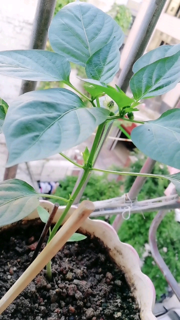阳台小蔬菜!小甜椒开花啦养眼还可以吃